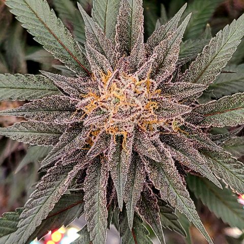 Mary growlog timeline photo