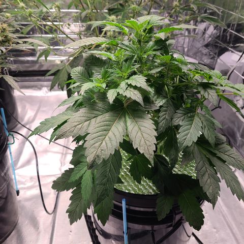 Starr growlog timeline photo