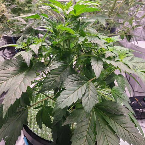 Starr growlog timeline photo