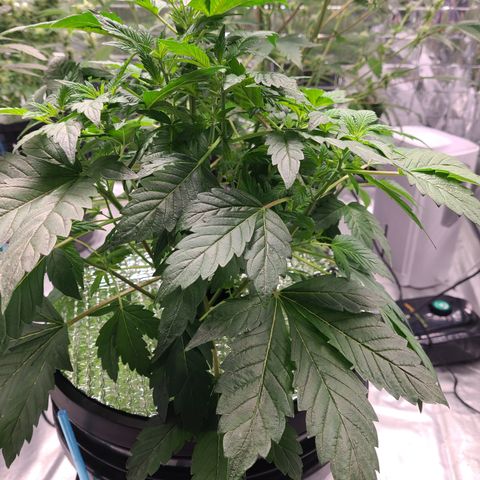 Starr growlog timeline photo