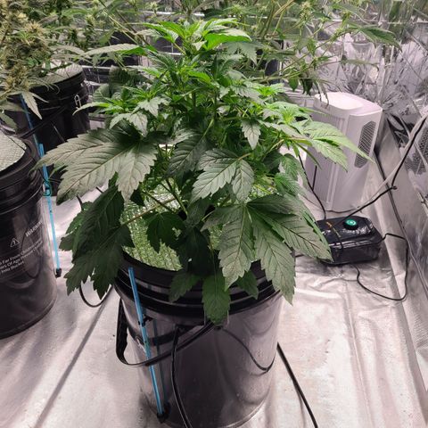 Starr growlog timeline photo