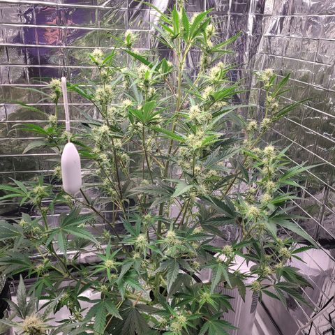 Payton growlog timeline photo
