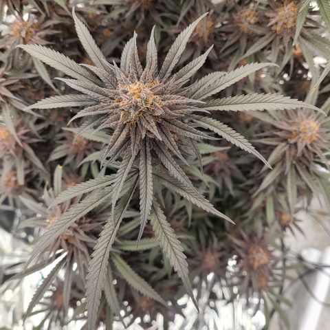 Violet growlog timeline photo