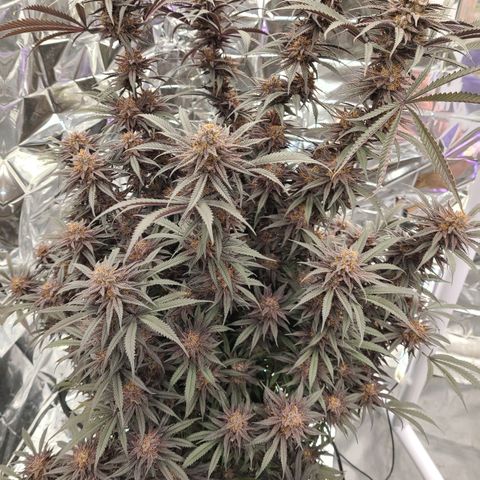 Violet growlog timeline photo