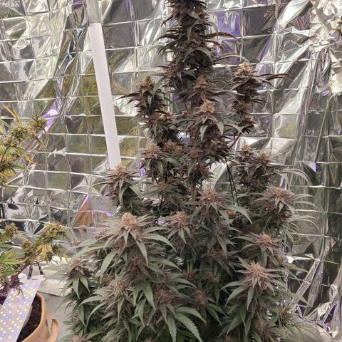 Mary growlog timeline photo