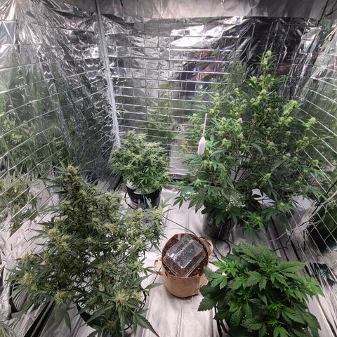 Starr growlog timeline photo