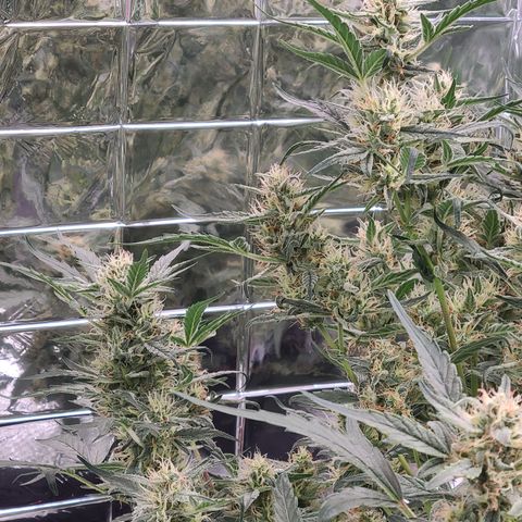 Skyy growlog timeline photo