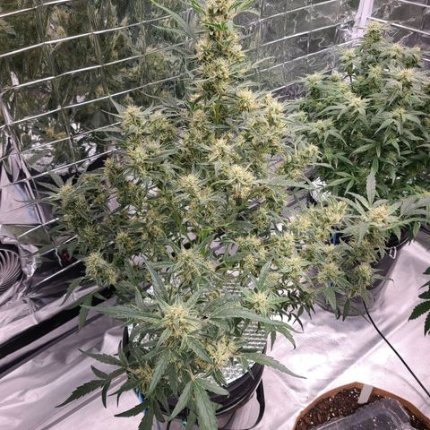 Skyy growlog timeline photo