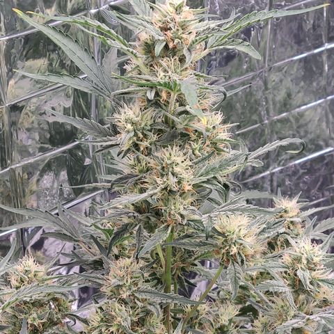 Skyy growlog timeline photo