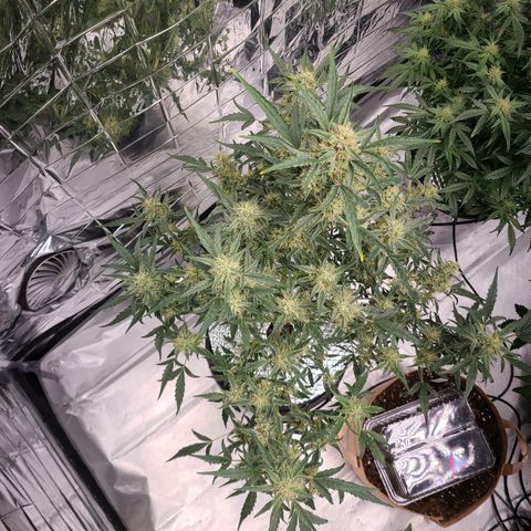 Skyy growlog timeline photo