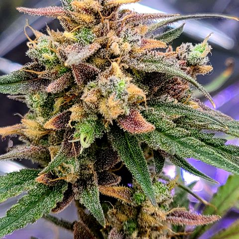Aurora growlog timeline photo