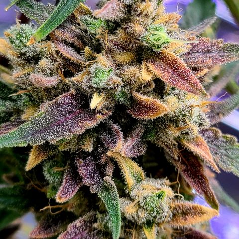 Aurora growlog timeline photo