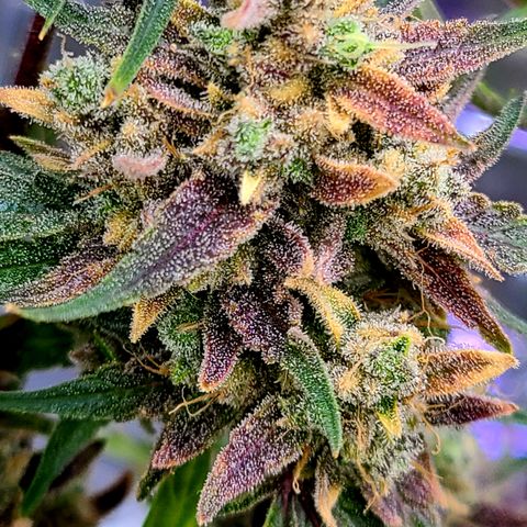 Aurora growlog timeline photo