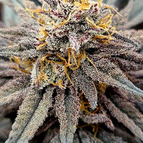 Violet growlog timeline photo