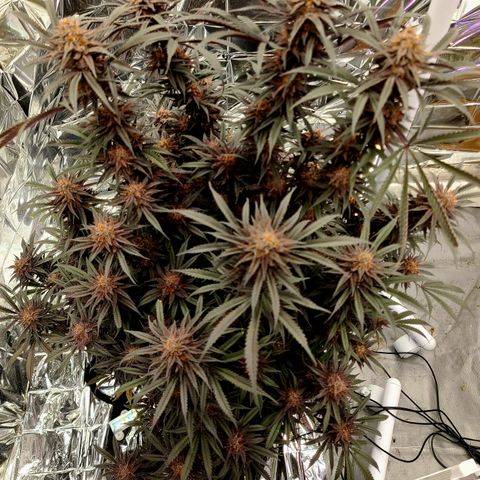 Violet growlog timeline photo