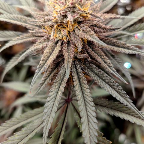 Violet growlog timeline photo