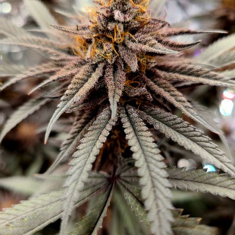 Violet growlog timeline photo