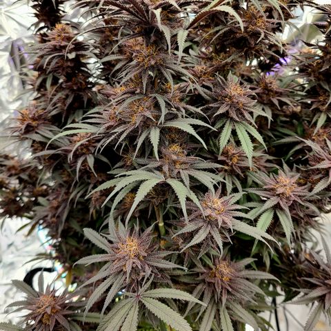 Violet growlog timeline photo