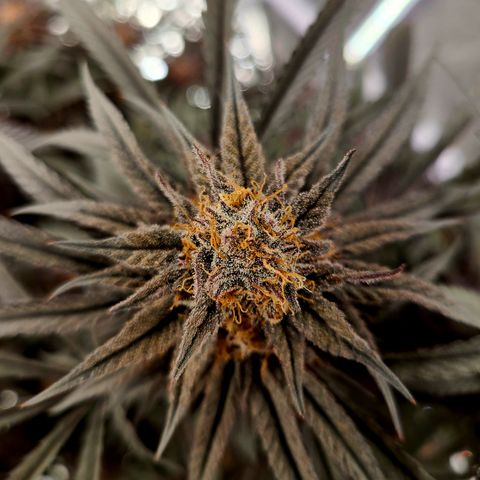 Violet growlog timeline photo