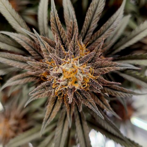 Violet growlog timeline photo