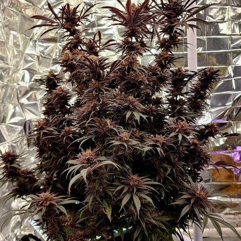 Violet growlog timeline photo
