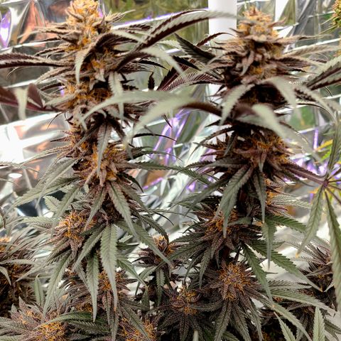 Violet growlog timeline photo