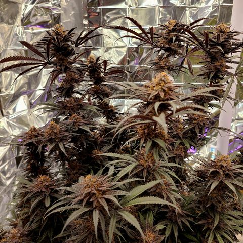 Violet growlog timeline photo