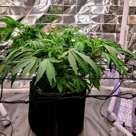 Juno growlog timeline photo