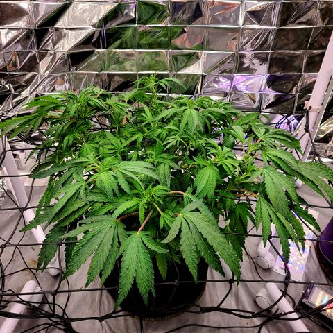 Juno growlog timeline photo