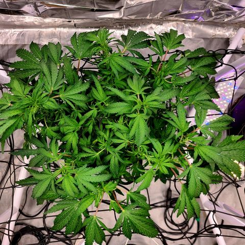 Juno growlog timeline photo