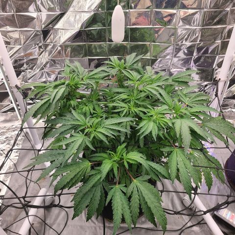 Juno growlog timeline photo