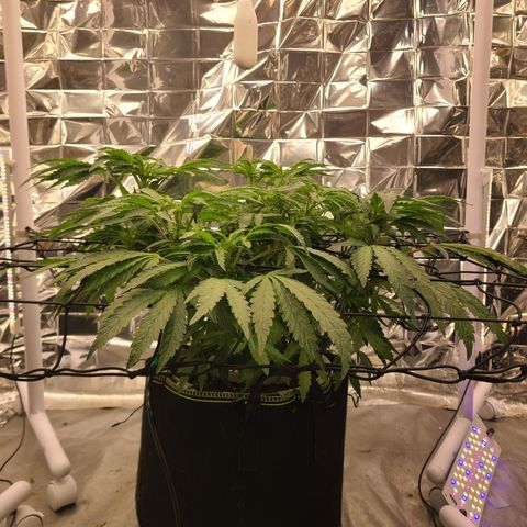 Juno growlog timeline photo