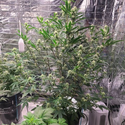 Payton growlog timeline photo