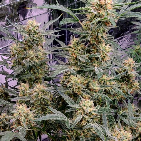 Skyy growlog timeline photo