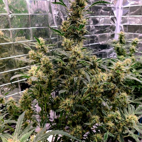 Skyy growlog timeline photo
