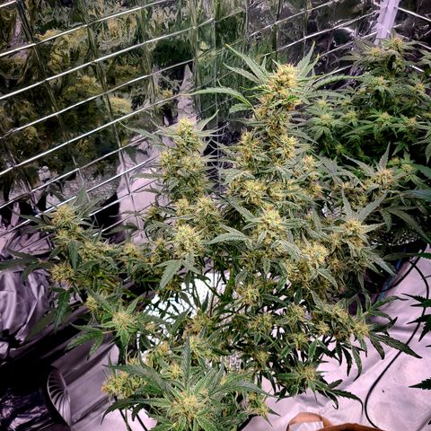 Skyy growlog timeline photo