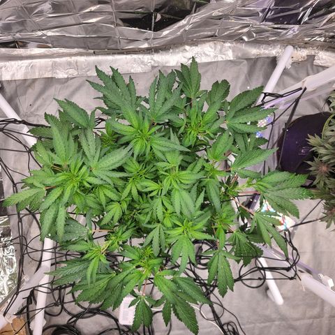 Juno growlog timeline photo