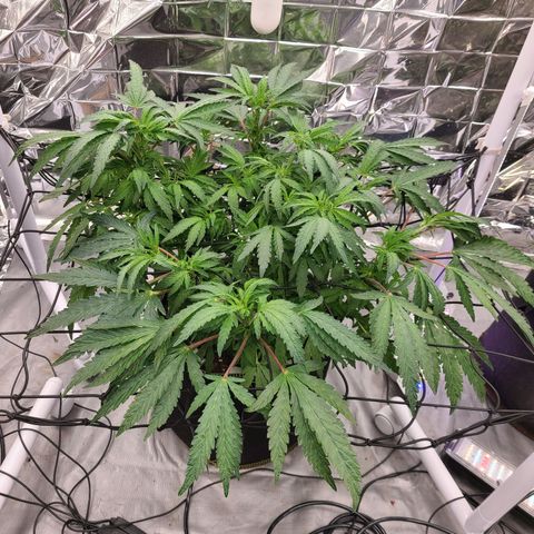 Juno growlog timeline photo