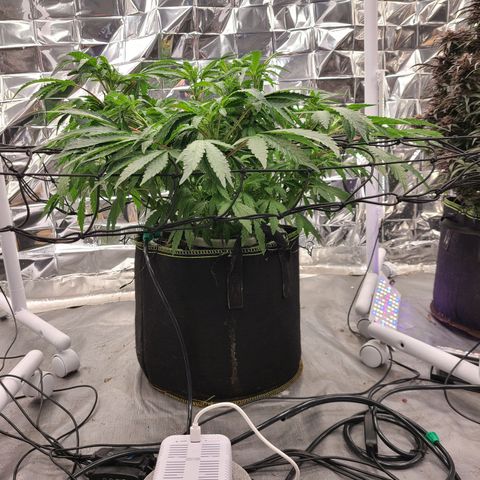 Juno growlog timeline photo