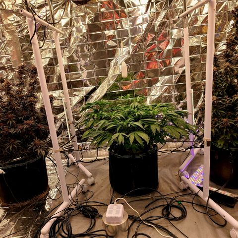 Aurora growlog timeline photo