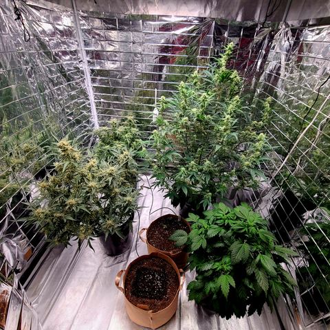 Starr growlog timeline photo