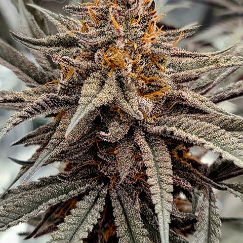Violet growlog timeline photo