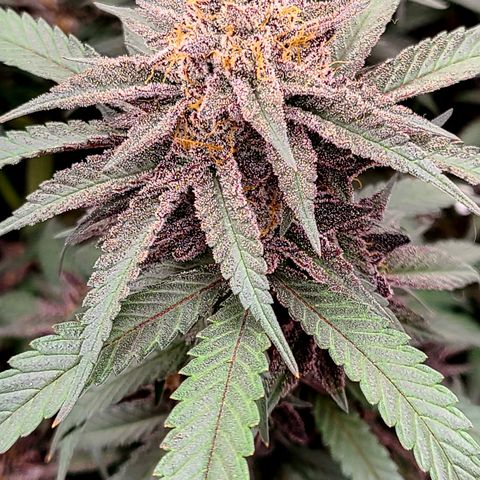 Mary growlog timeline photo