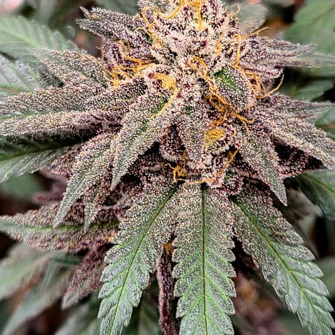 Mary growlog timeline photo