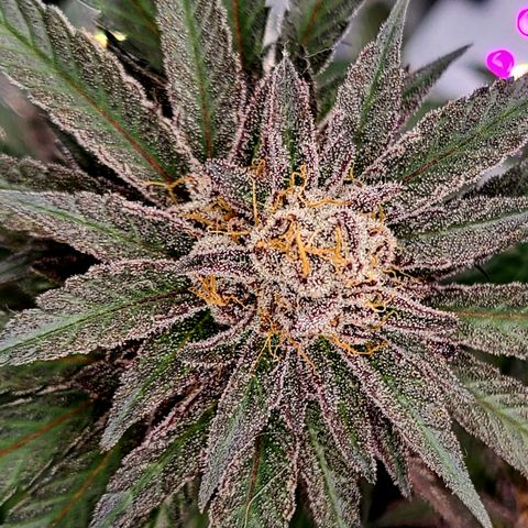 Mary growlog timeline photo