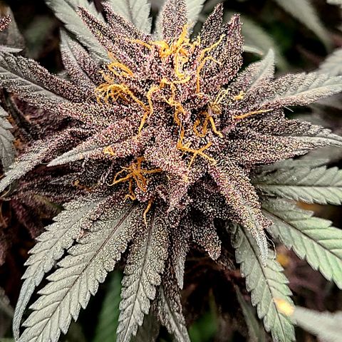 Violet growlog timeline photo