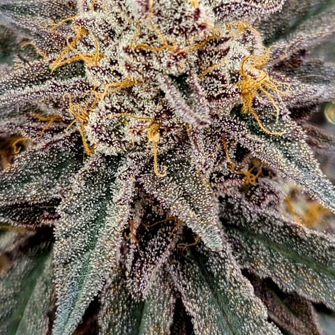 Mary growlog timeline photo