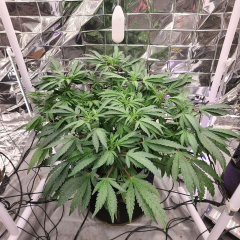Juno growlog timeline photo