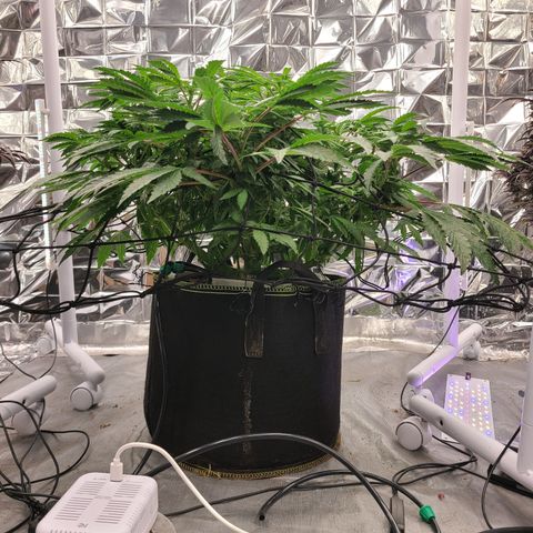 Juno growlog timeline photo