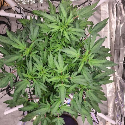 Juno growlog timeline photo